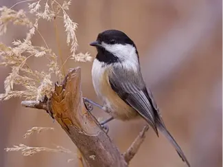 Chickadee Bambu Model