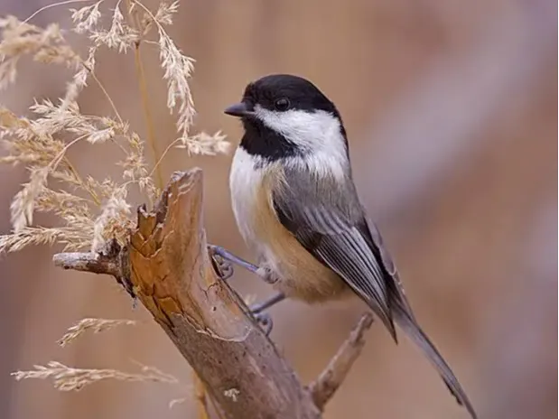 Chickadee Bambu Model