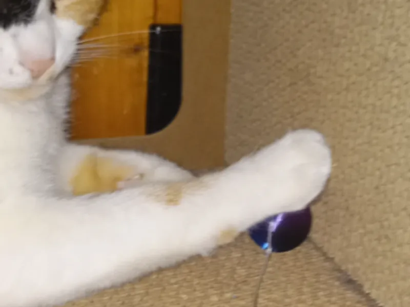 hollow ball for cat's // with a srting hole