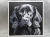 Boykin Spaniel_170x170_A1 Mini