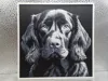 Boykin Spaniel_170x170_A1
