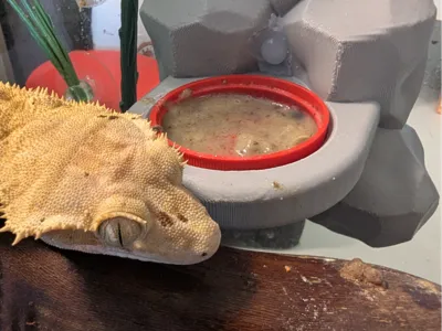 Gecko Feeding ledge - Bottle Cap