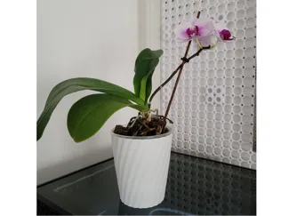 Orchid Cache Pots