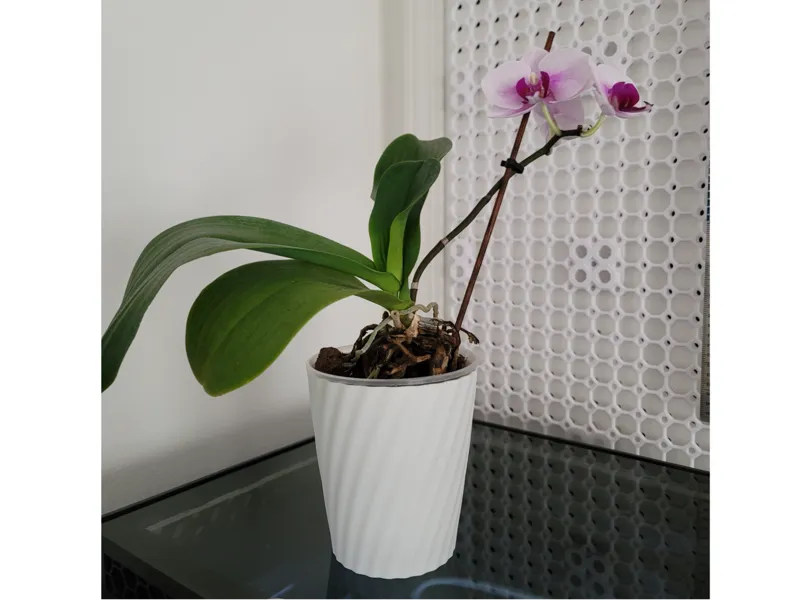 Orchid Cache Pots