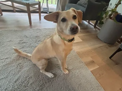 butter the dog
