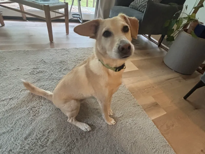 butter the dog