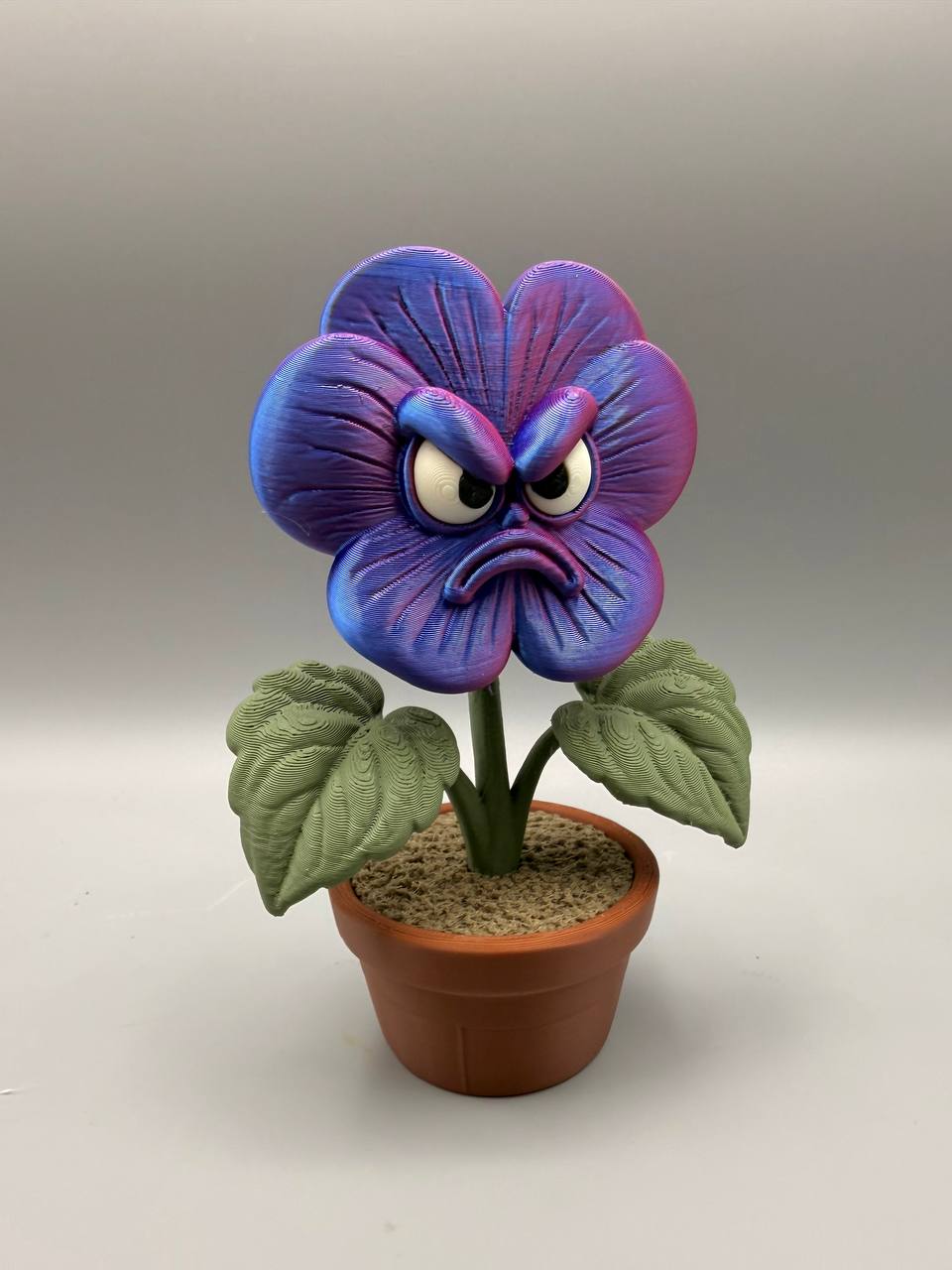 Grumpy Pansy - 1