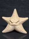 Grumpy Starfish