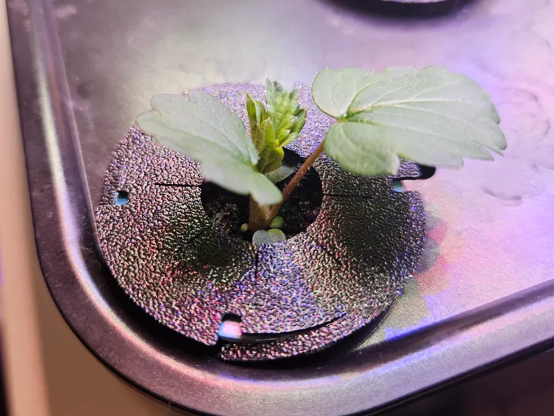 Hydroponic Algae Covers (Parametric)