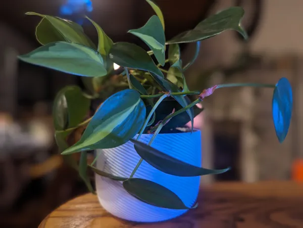 Cache-pot simple et élégant