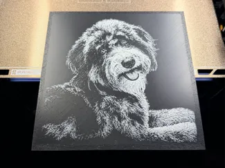 Bernedoodle Hueforge "Cash"