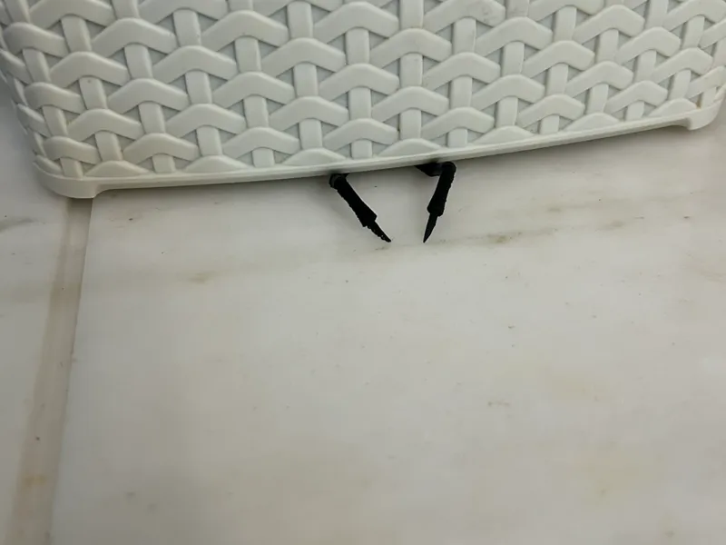 The Insect under the plate