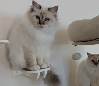 Cat step
