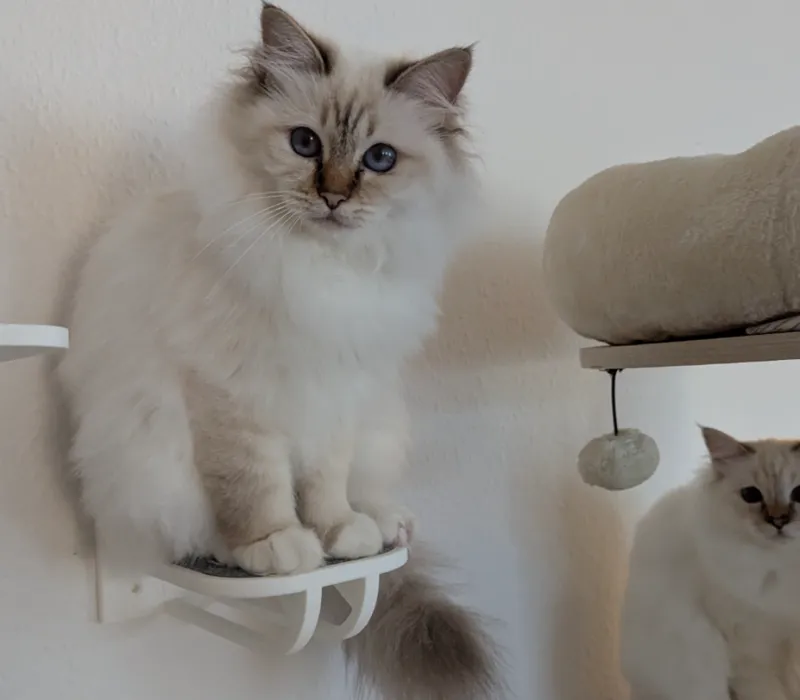 Cat step