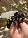 3 colores 0.2mm layer, 3 walls, 15% infill