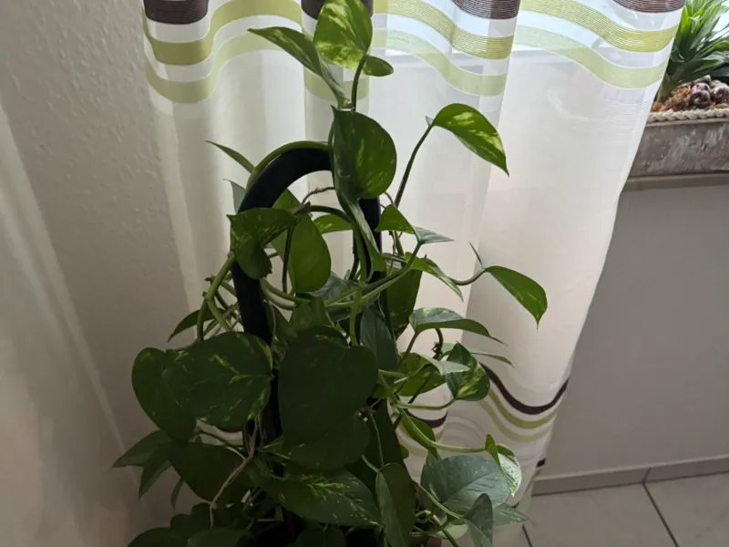 Blumen Rankenhilfe 