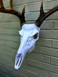 Fierce Skull - BAS Antler Mount - 100% Scale