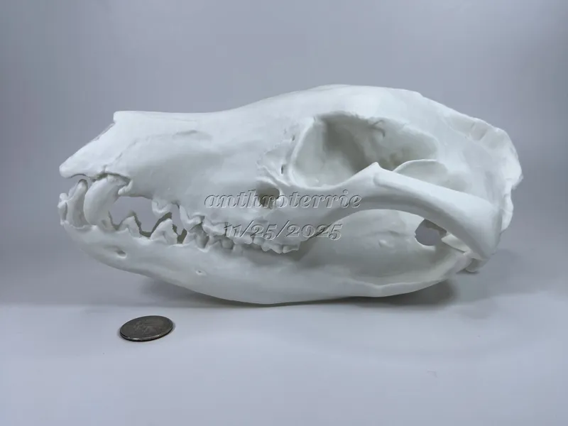 Tasmanian Tiger, Tasmanian Wolf, Thylacine