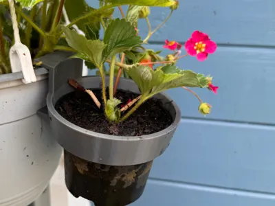 Hanging Basket Flowerpot Addon