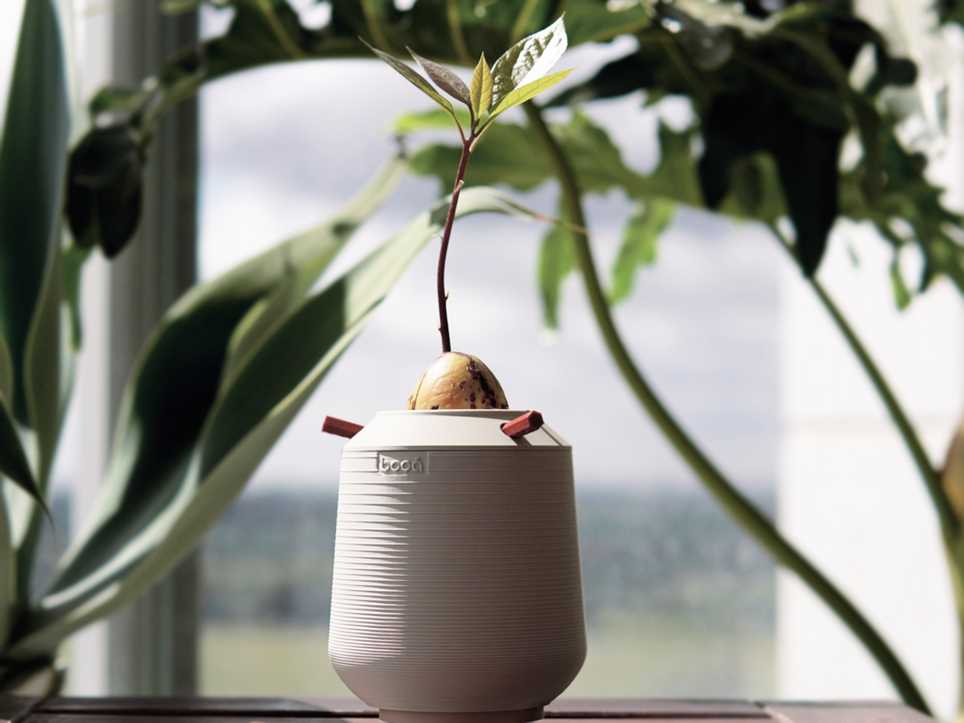 Avocado Seed Starter Vase Modern Pit Grower | AK02