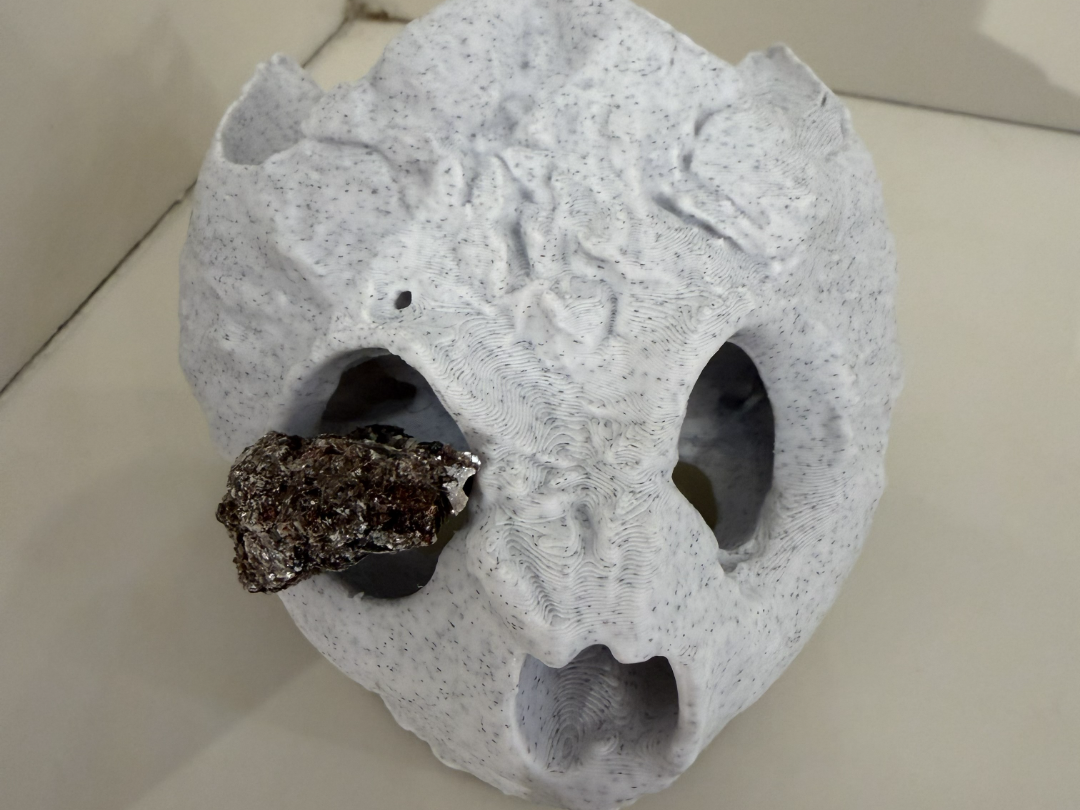 Snapping Turtle Skull