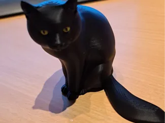 Cat Bella