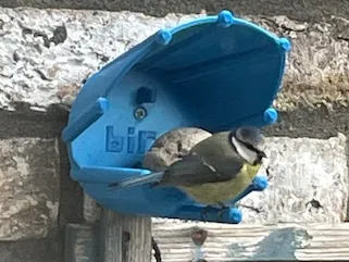 The Mystery of Birdhouse 54b