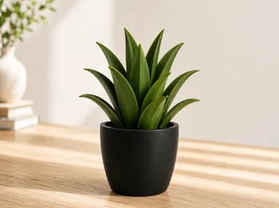 Mini Succulent Plant