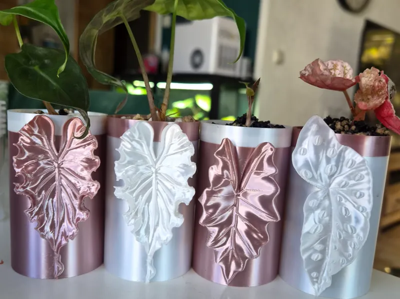 Alocasia Mini Topf Set zur Pflanzen Anzucht