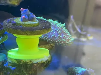 海缸珊瑚基座圆形改版可插T型基座