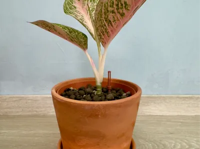 IKEA BRUNBÄR 12CM Self-Watering Insert