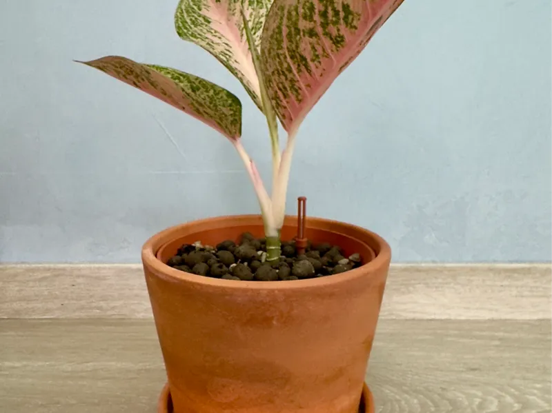 IKEA BRUNBÄR 12CM - Self-watering Insert
