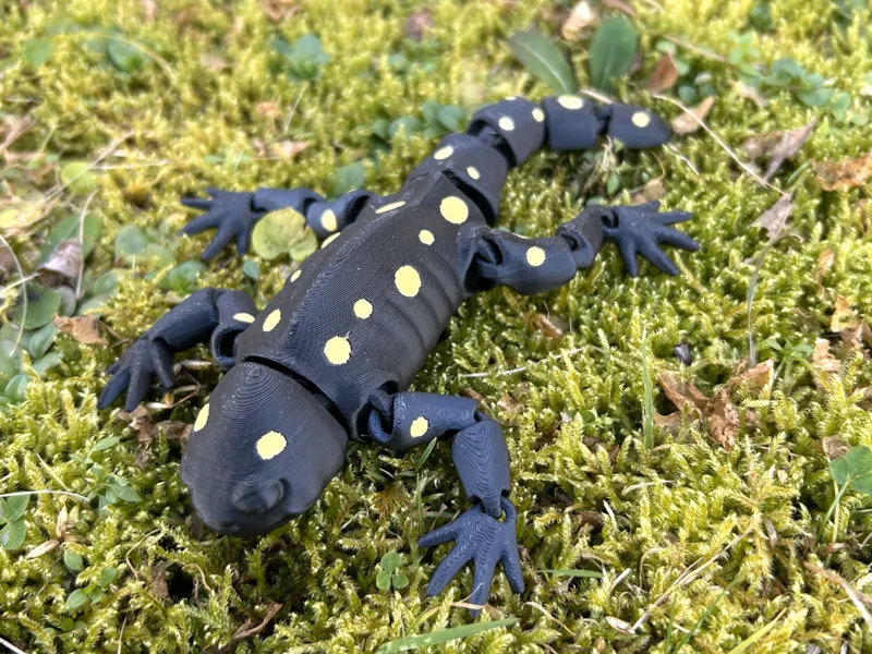 Spotted Salamander Articulated
