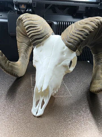 Adorno temático: Big Horn Sheep - Horns and Skull Mini Replica — vista de referencia 2