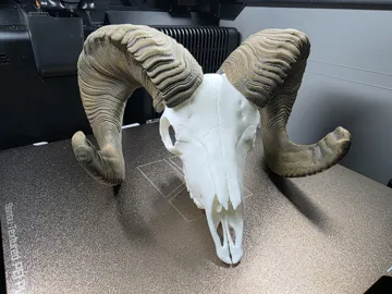 Adorno temático: Big Horn Sheep - Horns and Skull Mini Replica — vista de referencia 4