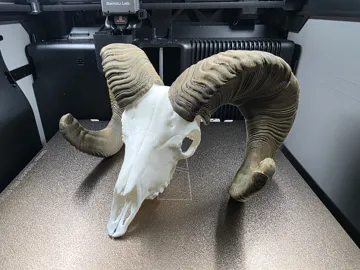 Adorno temático: Big Horn Sheep - Horns and Skull Mini Replica — vista de referencia 3