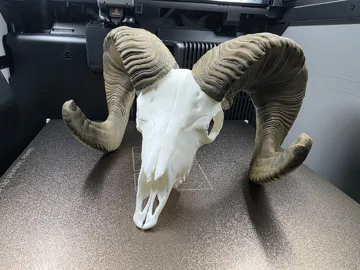 Adorno temático: Big Horn Sheep - Horns and Skull Mini Replica — vista de referencia 5