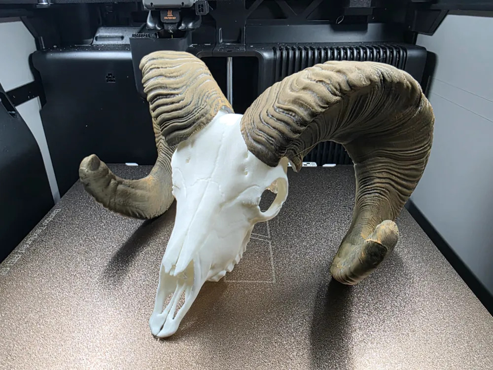 Adorno temático: Big Horn Sheep - Horns and Skull Mini Replica. Referencia del modelo original.