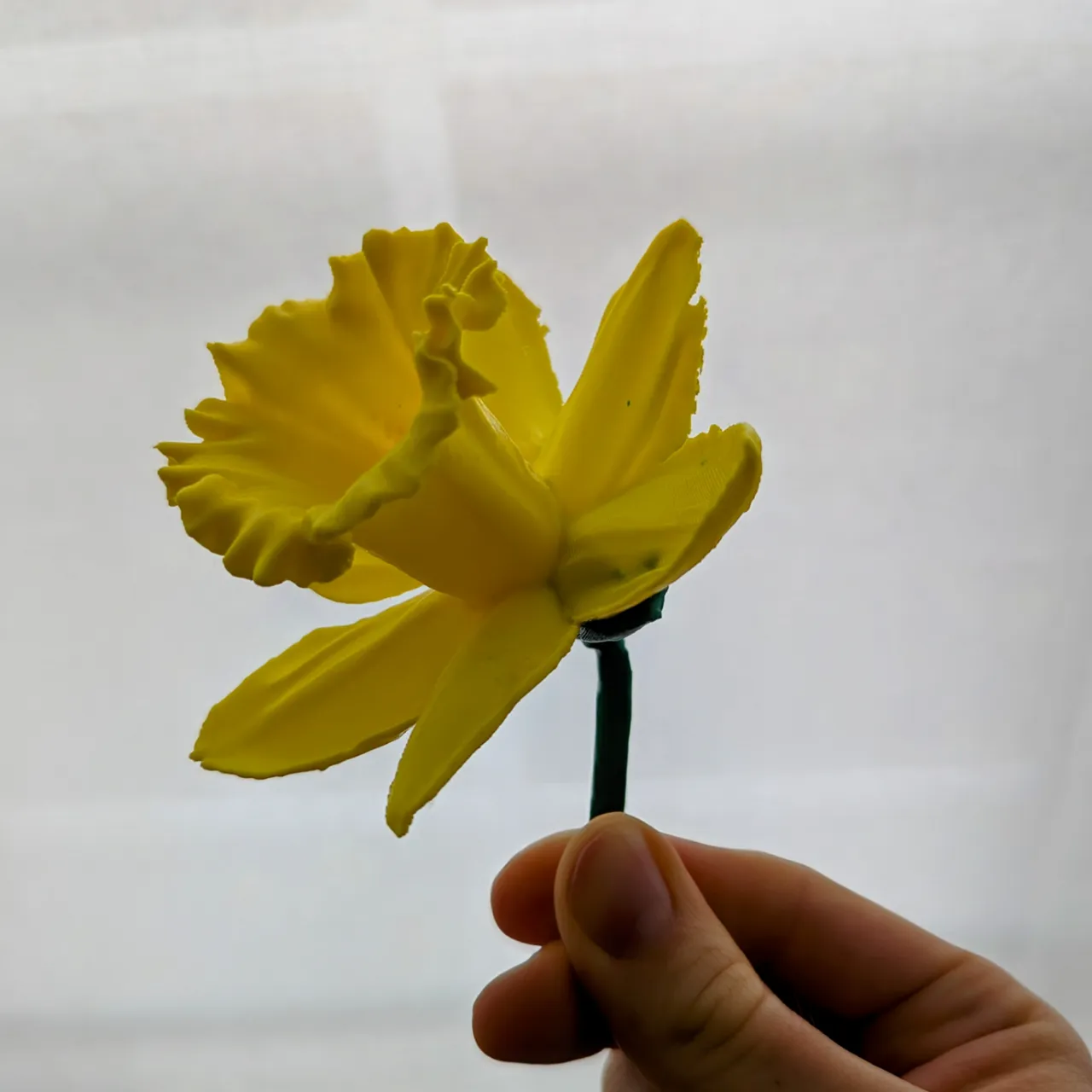 Daffodil Flower & Stem (3d scanned real flower) view 2