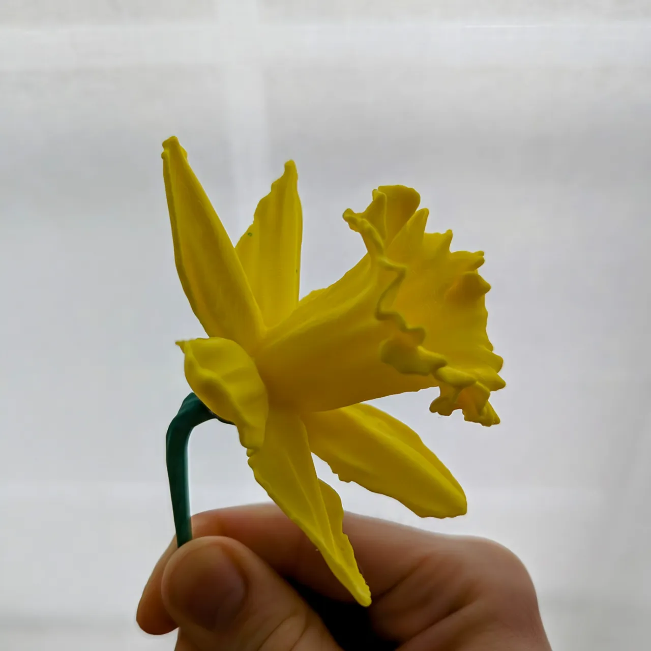 Daffodil Flower & Stem (3d scanned real flower) view 4