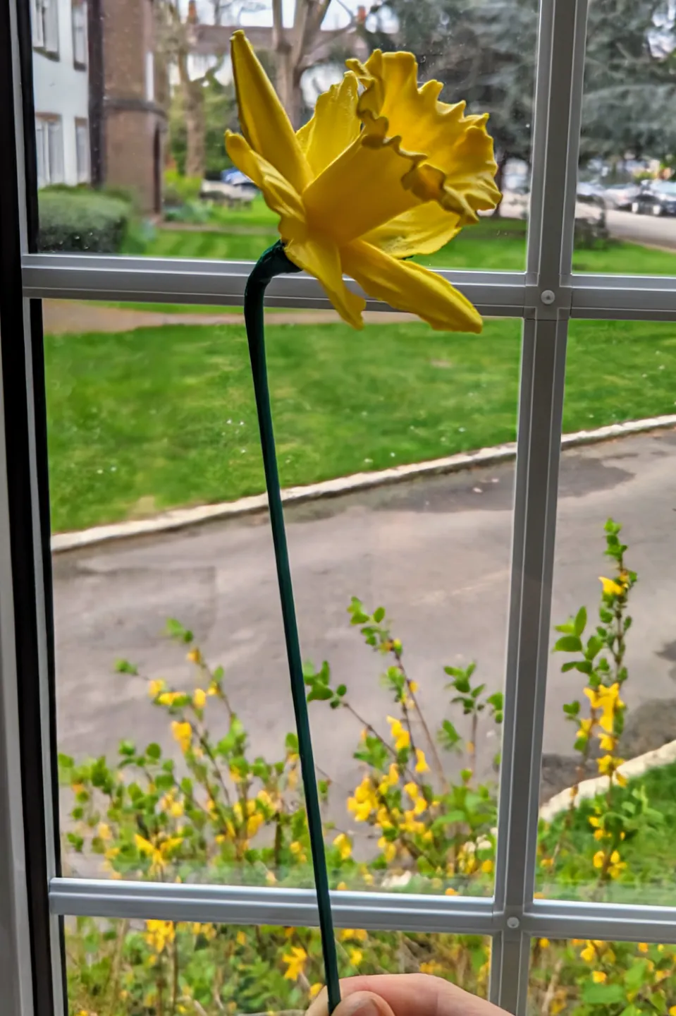 Daffodil Flower & Stem (3d scanned real flower) view 3