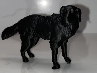 Labra Doodle Dog