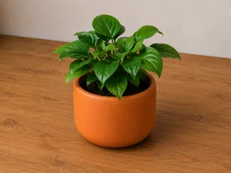 minimalist flover pot