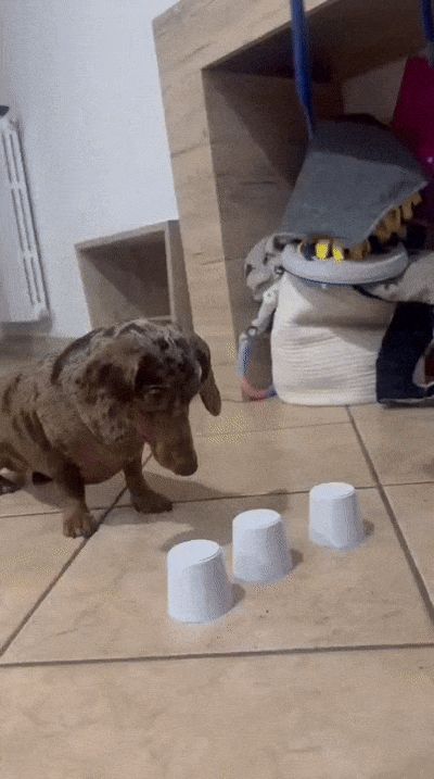 Gioco ricerca premio Cani