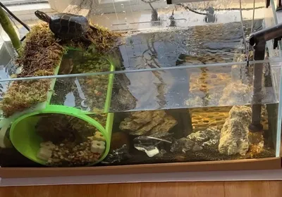 Turtle Basking Platform Villa 2.0