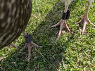 Turkey Tracker Leg Band