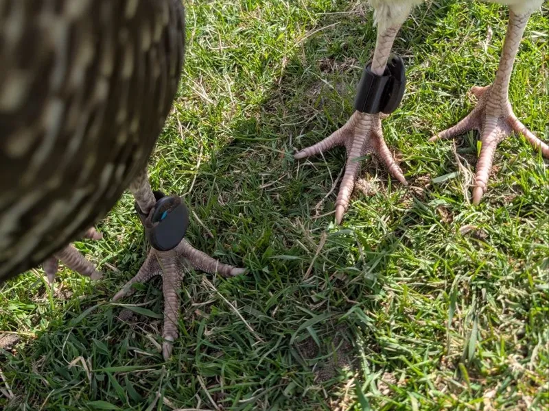 Turkey Tracker Leg Band