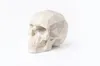 skull XL