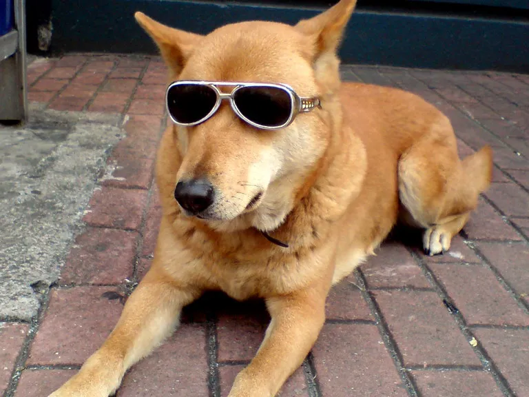 cool dog lithophane