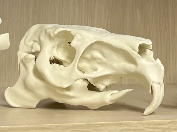 https://makerworld.bblmw.com/makerworld/model/US716df10b487b0f/design/a336272587f685b4.jpg